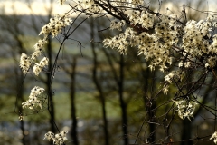 TonKlangLichterDECEMBER-12