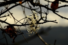 TonKlangLichterDECEMBER-13