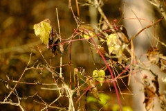 TonKlangLichterDECEMBER-14