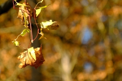 TonKlangLichterDECEMBER-15