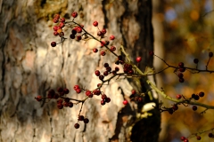 TonKlangLichterDECEMBER-16