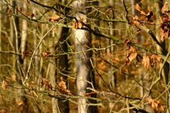 TonKlangLichterDECEMBER-18