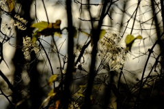 TonKlangLichterDECEMBER-19