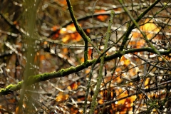 TonKlangLichterDECEMBER-2