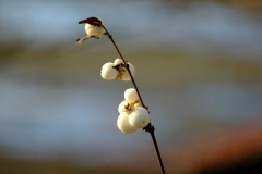 TonKlangLichterDECEMBER-20