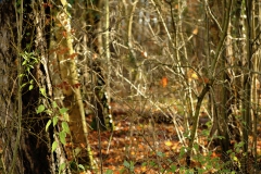 TonKlangLichterDECEMBER-3