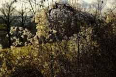 TonKlangLichterDECEMBER-9