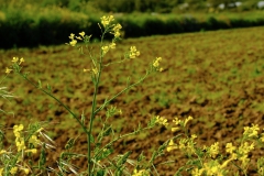 TonKlangLichte_Knoten_Farben_Rostig-10