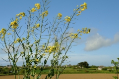 TonKlangLichte_Knoten_Farben_Rostig-2