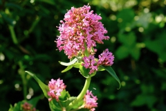 TonKlangLichte_Knoten_Farben_Rostig-4