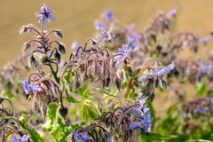 TonKlangLichte_Knoten_Farben_Rostig-7