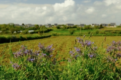 TonKlangLichte_Knoten_Farben_Rostig-9