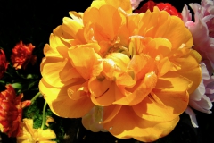 TonKlangLichter_JardinDeVaere_Plougonvelin-1