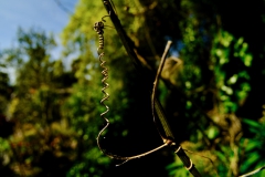 TonKlangLichter_JardinDeVaere_Plougonvelin-35