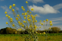 TonKlangLichterEinPaarFarbige-5