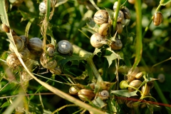 TonKlangLichterBretagneMix23-1