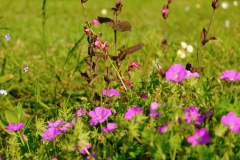 TonKlangLichterBretagneMix23-16