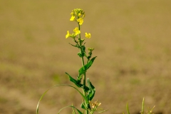 TonKlangLichterBretagneMix23-18