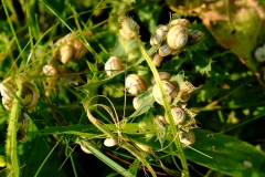 TonKlangLichterBretagneMix23-2