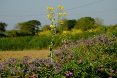 TonKlangLichterBretagneMix23-23