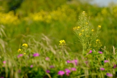 TonKlangLichterBretagneMix23-24