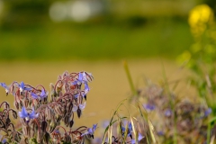 TonKlangLichterBretagneMix23-26