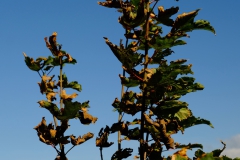 TonKlangLichterBretagneSep2-19