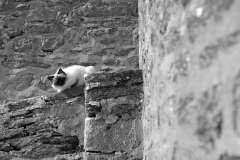 TonKlangLichter_Nostagie_2023_Mai-13