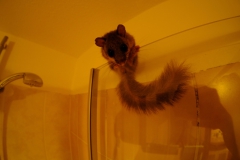 TonKlangLichterSieben-1