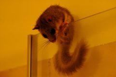 TonKlangLichterSieben-2