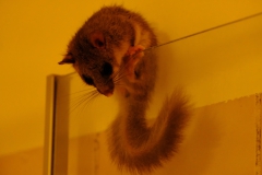 TonKlangLichterSieben-3