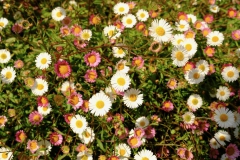 TonKlangLichterSpaziergang-11