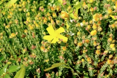 TonKlangLichterSpaziergang-12