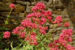 TonKlangLichterSpaziergang-15