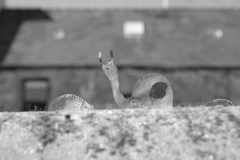 TonKlangLichterSpaziergang-23