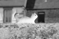 TonKlangLichterSpaziergang-24