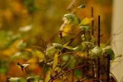 TonKlangLichterTakumarHerbst-1