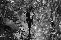 TonKlangLichterTakumarHerbst-10