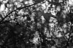 TonKlangLichterTakumarHerbst-11