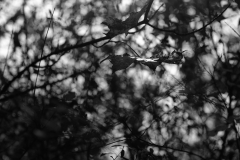TonKlangLichterTakumarHerbst-12