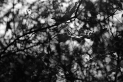 TonKlangLichterTakumarHerbst-13