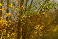 TonKlangLichterTakumarHerbst-14