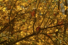 TonKlangLichterTakumarHerbst-15