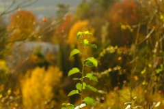 TonKlangLichterTakumarHerbst-16