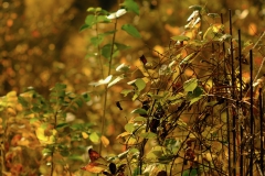 TonKlangLichterTakumarHerbst-17