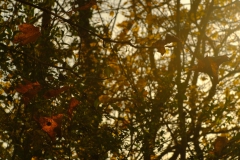 TonKlangLichterTakumarHerbst-18
