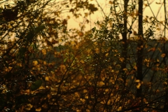 TonKlangLichterTakumarHerbst-19