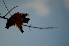 TonKlangLichterTakumarHerbst-2