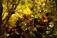 TonKlangLichterTakumarHerbst-6