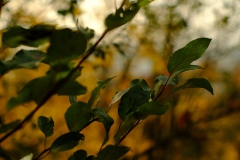 TonKlangLichterTakumarHerbst-8